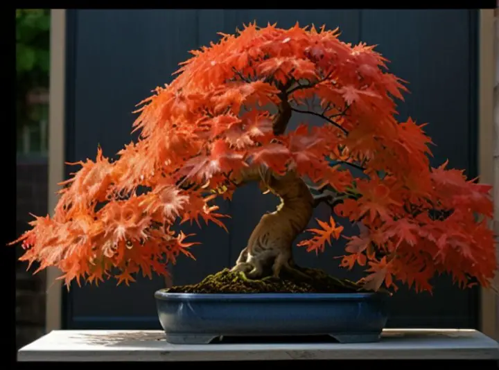 Orangeola Japanese Maple | PRO Tips For Planting, Care and Seasonal Tips