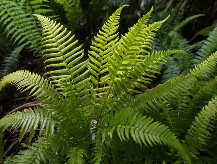 Macho Fern | PRO tips for Planting, Seasonal Care, Design Ideas and Uses