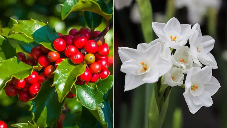 December Birth Flower | Holly and Narcissus