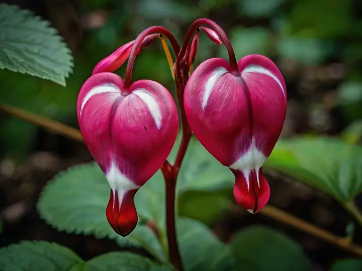 bleeding heart flower | pro tips for Planting, Grow and Care