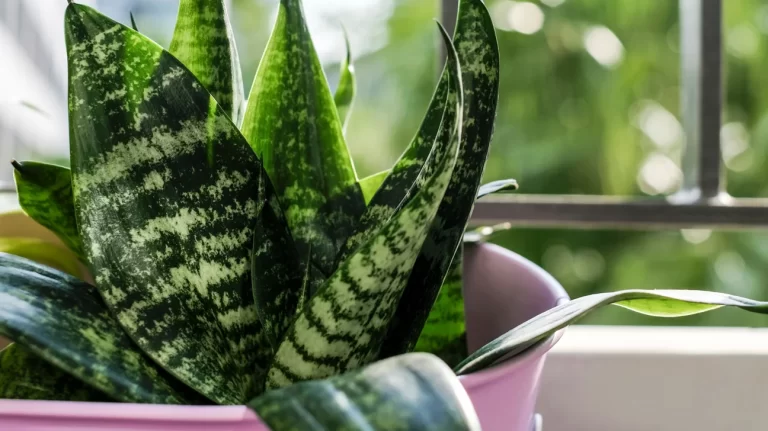 10 benefits of snake plant